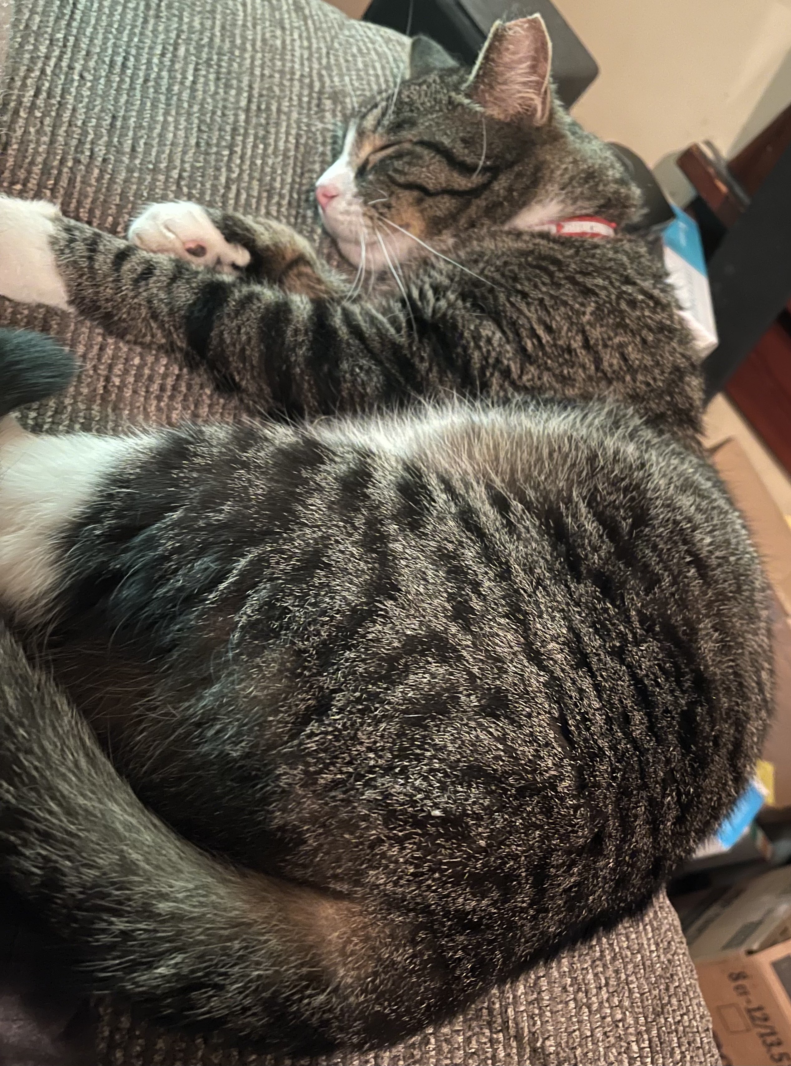 My cat curled up on the recliner