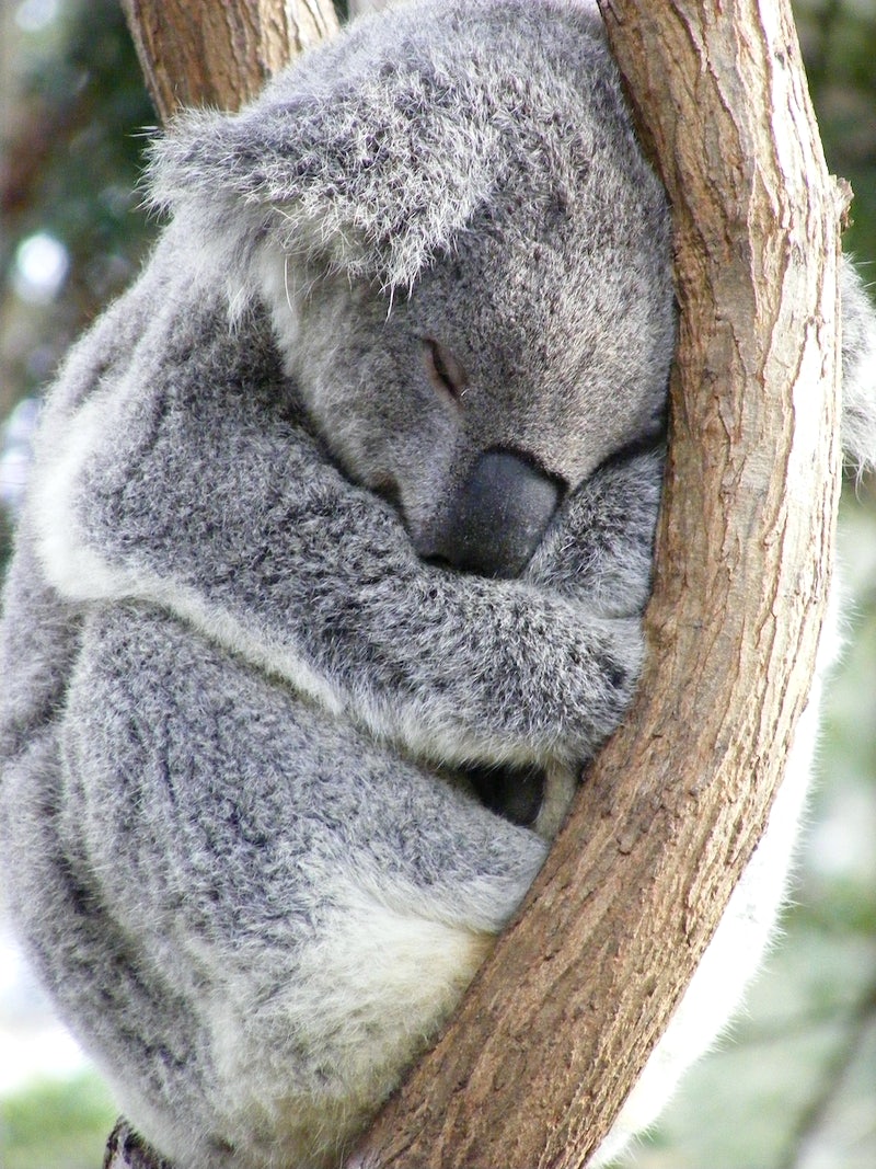 Koala sleeping