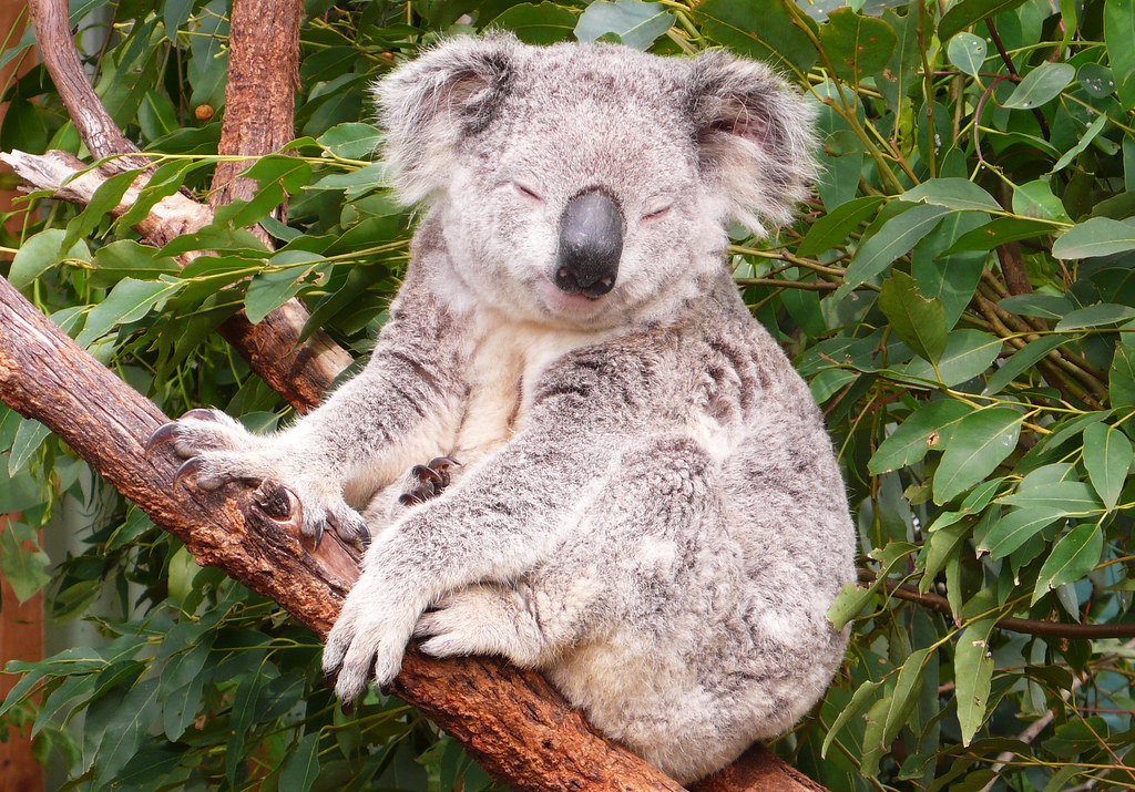 Sleepy koala