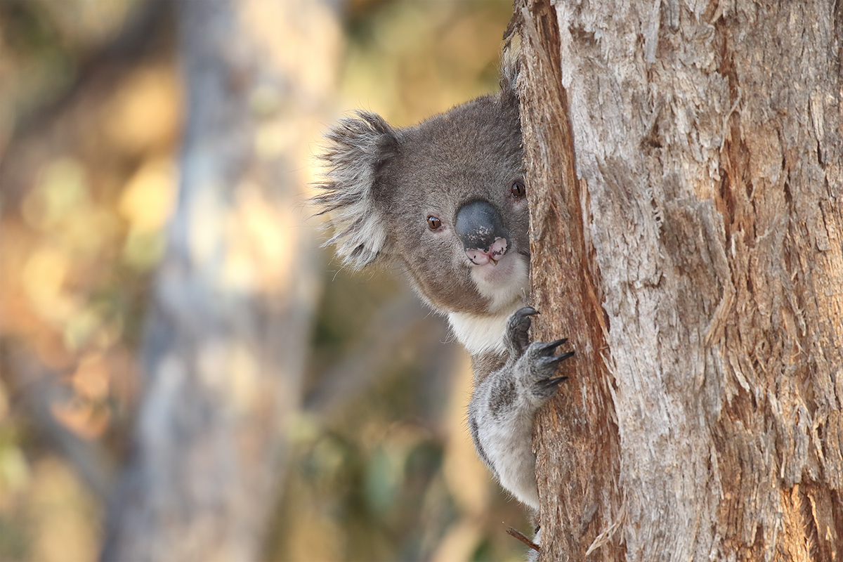 Koala peeking around a tree