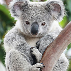 Koala looking at camera