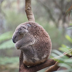 Koala curled up on a branch and sleeping