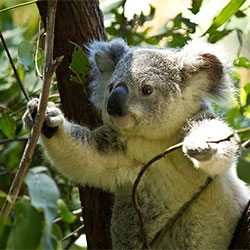 Koala looking through branches