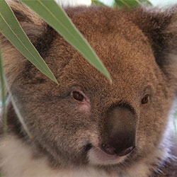 Close-up of a koala peeking at the camera