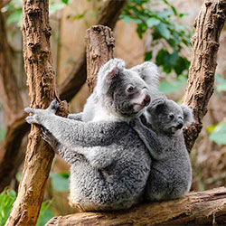 Koala and her baby looking to the right
