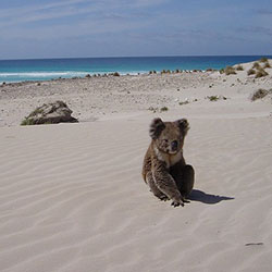 Koala on a beach looking back at the camera