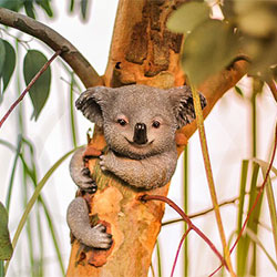 Small koala curled around a branch with a big smile