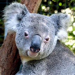 Koala looking at the camera