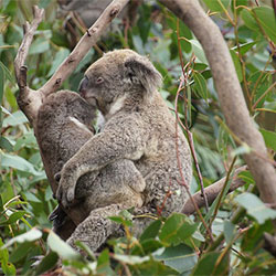 Koala and her baby embracing each other in a tree