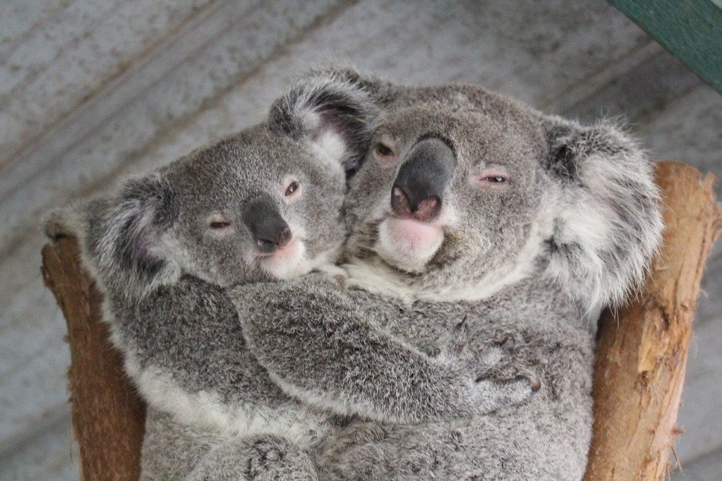 Two koalas embracing each other