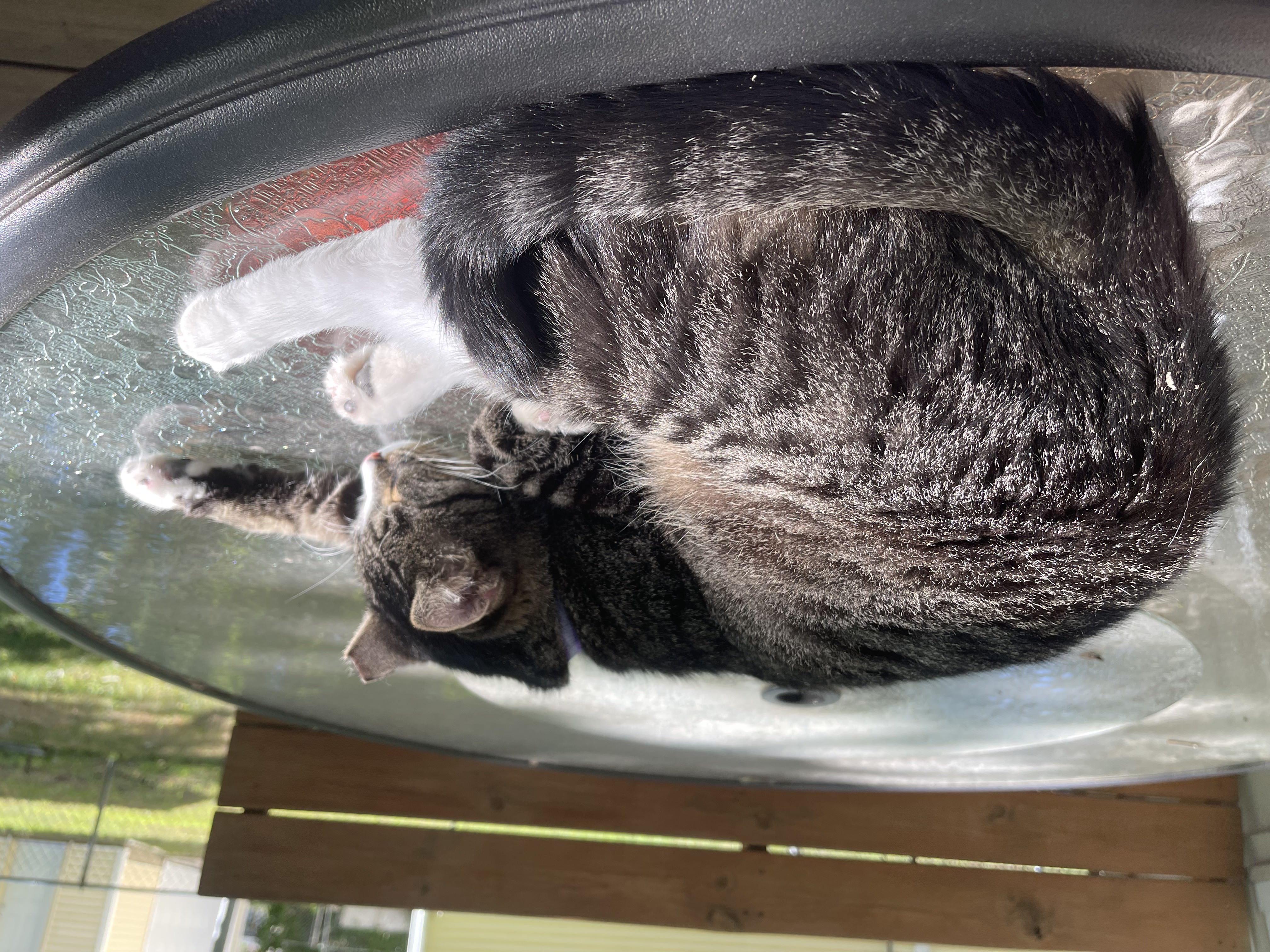 Gray tabby cat curled up in the sun