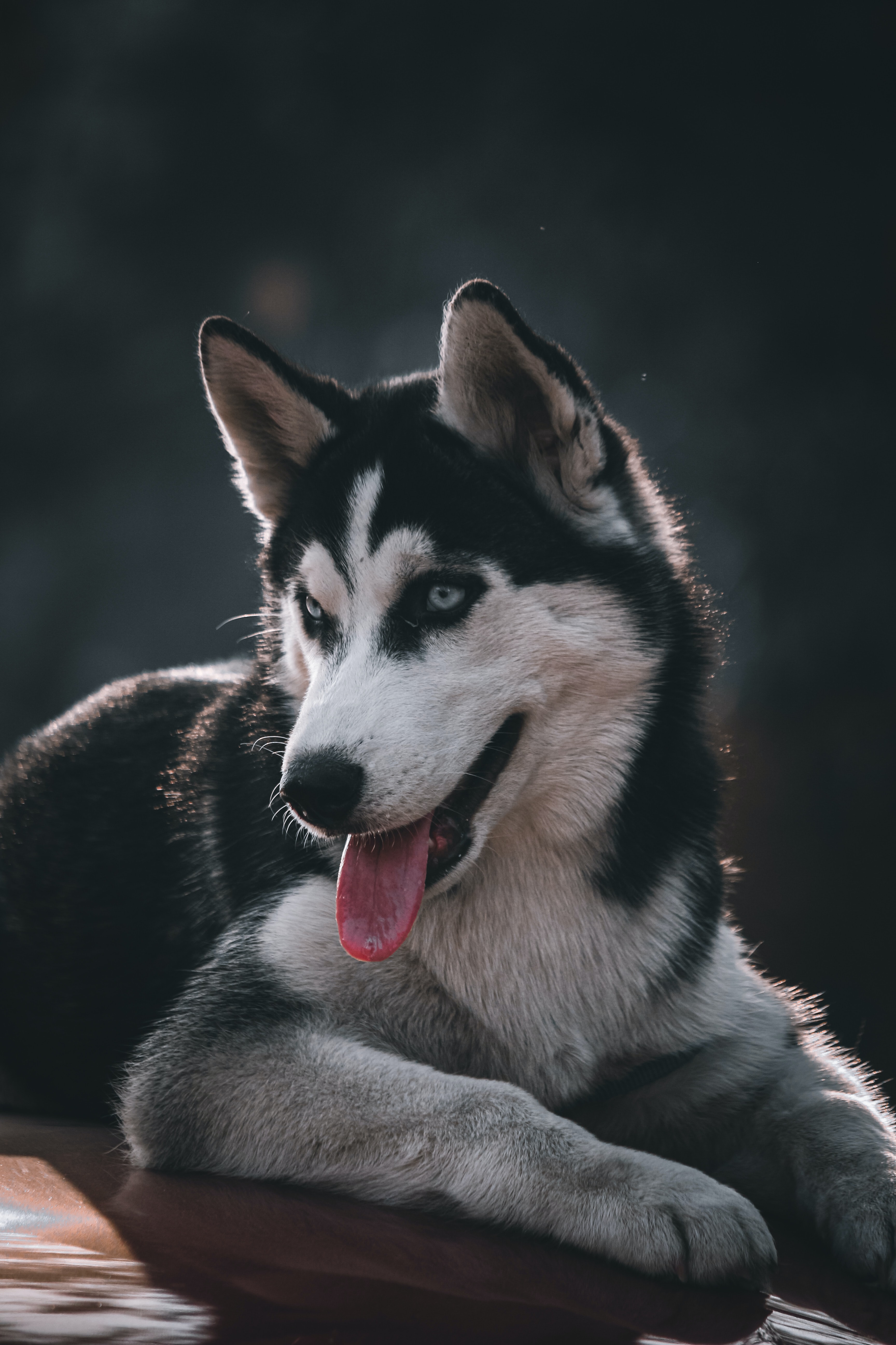 Young black and white husky looking slyly at the camera