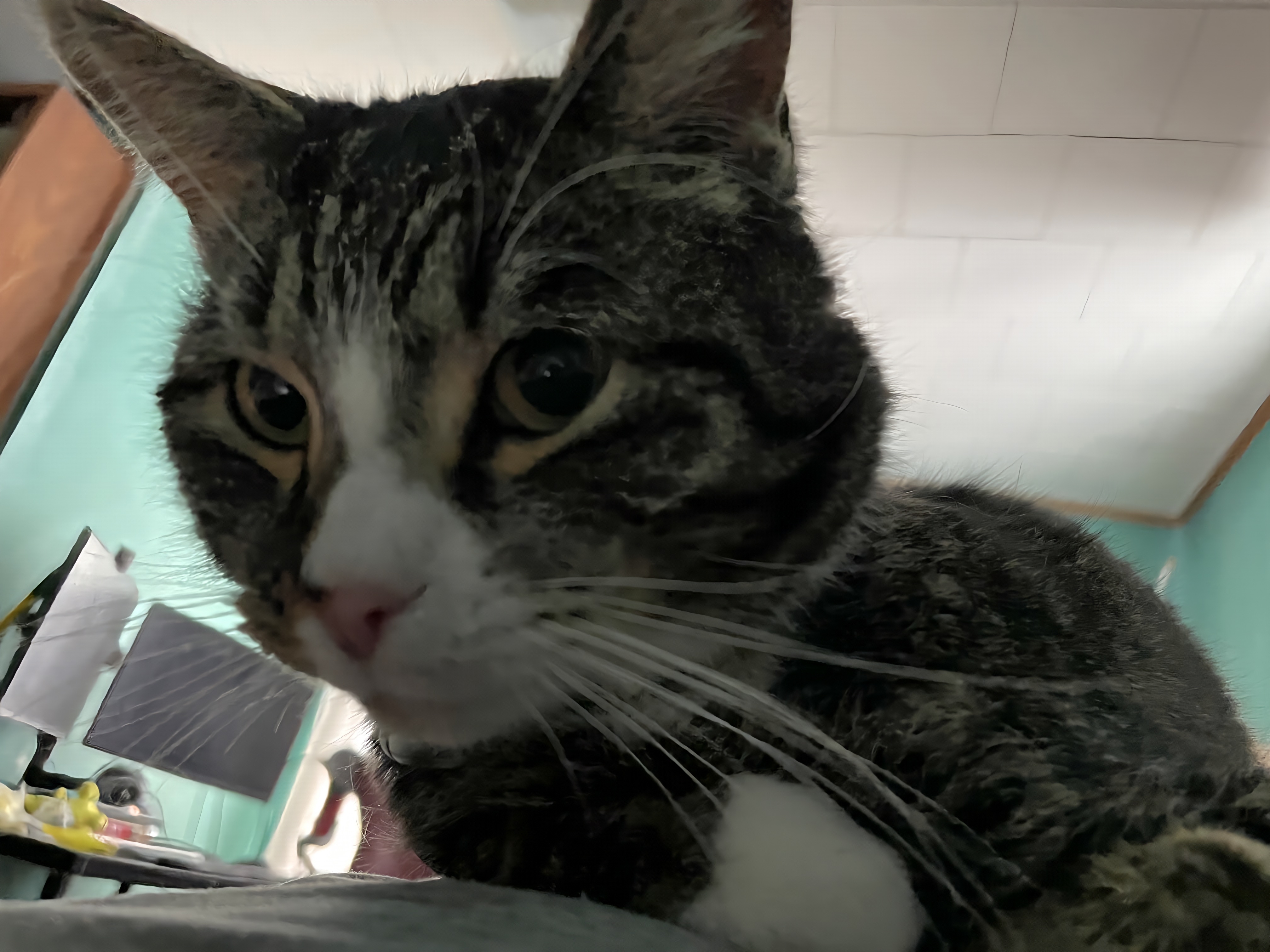 My cat very close to the camera, looking into the lens